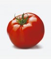 Tomate