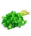 CILANTRO