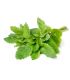 MENTA
