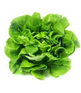 LECHUGA SEDA