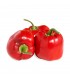 ROCOTO