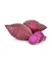 CAMOTE MORADO